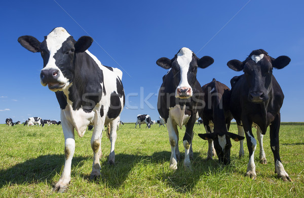 Stock photo: Cows on green grass