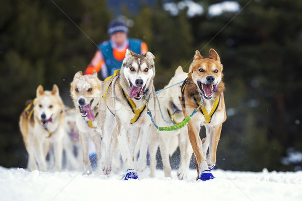 sled dog race on snow Stock photo © vwalakte