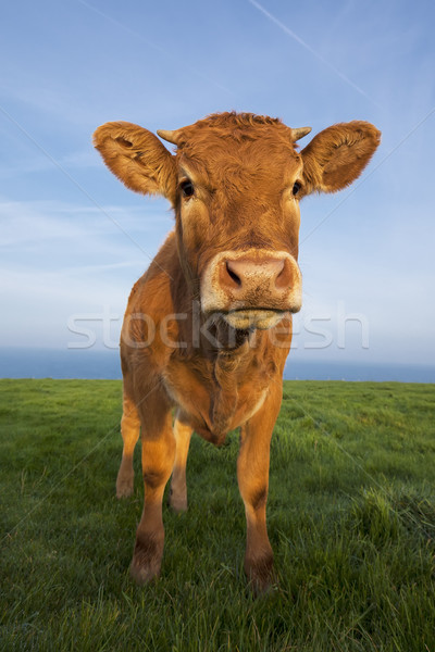 Vertical retrato marrom vaca normandia França Foto stock © vwalakte