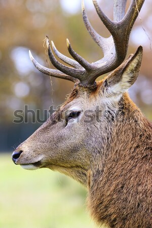 deer in alert Stock photo © vwalakte