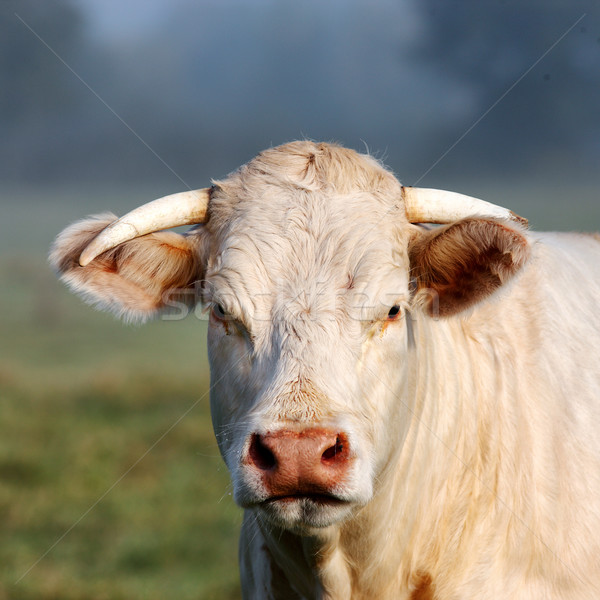 Stock photo: Portrait of young white cow