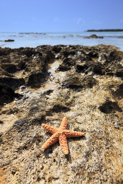 Shell mer star Caraïbes poissons [[stock_photo]] © vwalakte