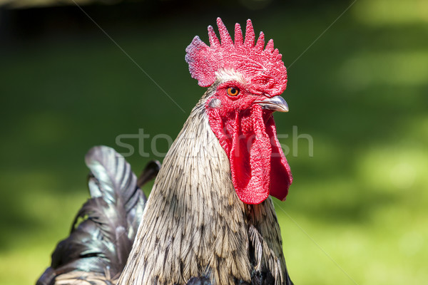 cock head Stock photo © vwalakte