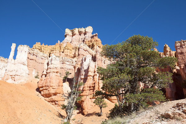Navajo Trail in Bryce Canyon Stock photo © vwalakte