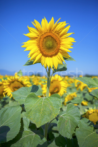 Tournesol domaine ciel bleu ciel printemps paysage [[stock_photo]] © vwalakte