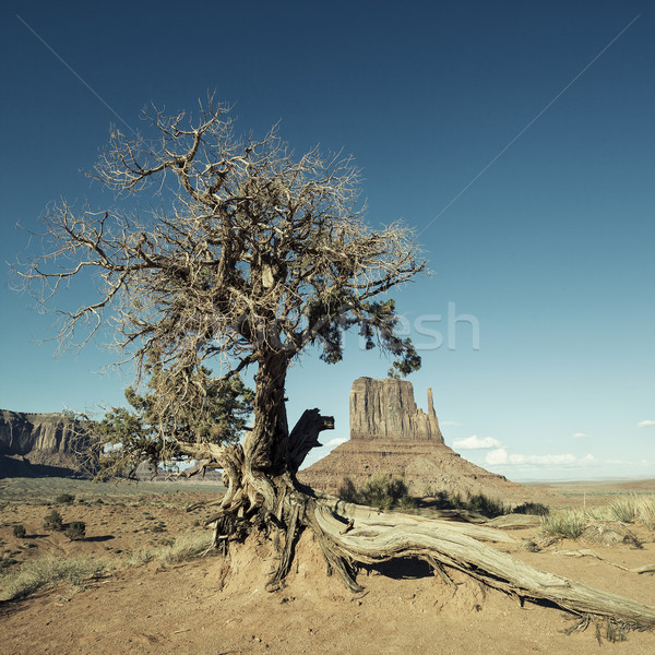 Monument Valley and tree with special photographic processing Stock photo © vwalakte