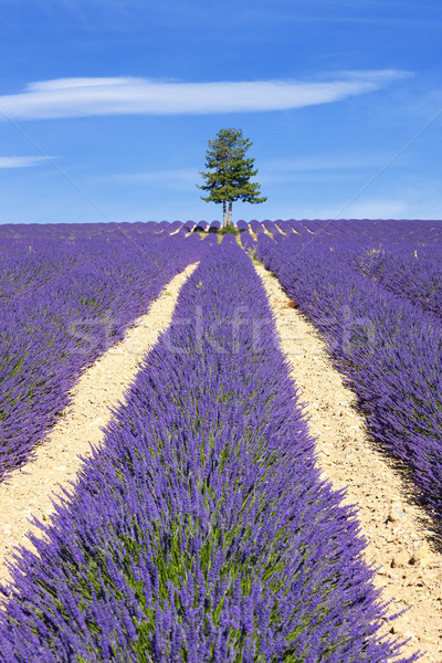 Stock photo: Lavender field with tree