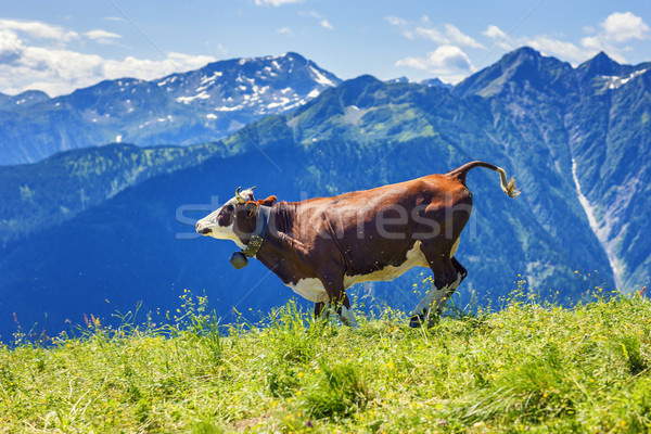 Cow running in french alps Stock photo © vwalakte