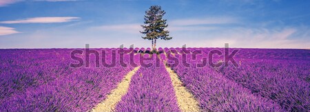 Stockfoto: Lavendel · veld · boom · zonsondergang · Frankrijk · bloem · landschap