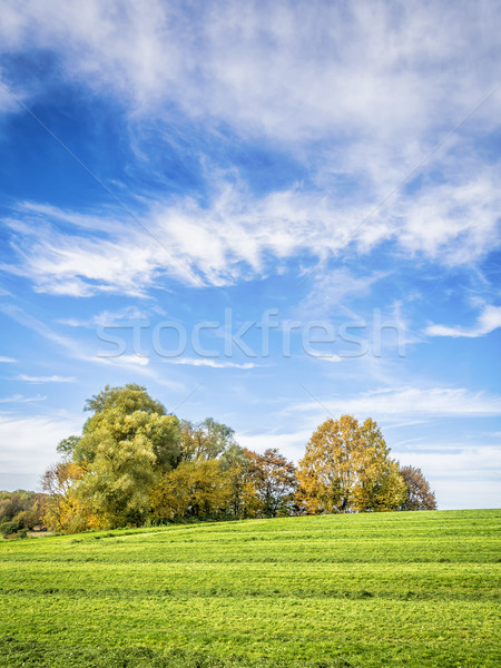 Drzew zielone łące Błękitne niebo biały chmury Zdjęcia stock © w20er