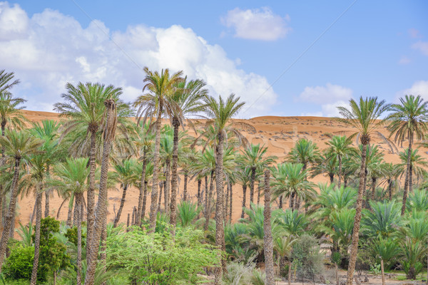 Oase Oman Bild grünen Palmen Pflanzen Stock foto © w20er