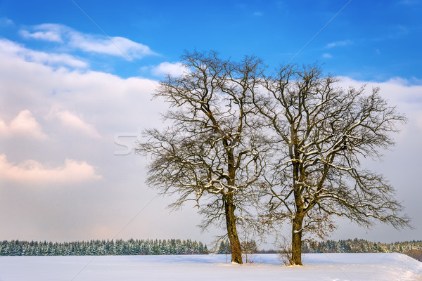 Doua Copaci Iarnă Peisaj Pădure Nori Imagine De Stoc