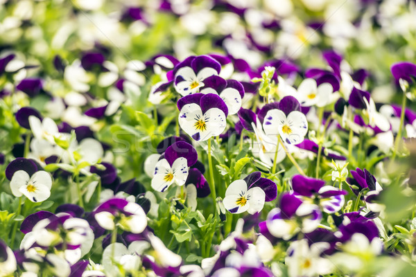 Beautiful pansy flowers in garden Stock photo © w20er
