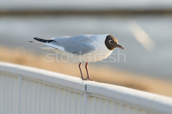Gull Stock photo © w20er