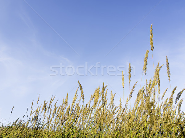 Grasses and blue sky Stock photo © w20er
