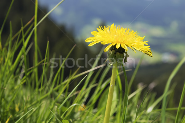 Dandelion Breitenstein Bavaria Alps Stock photo © w20er