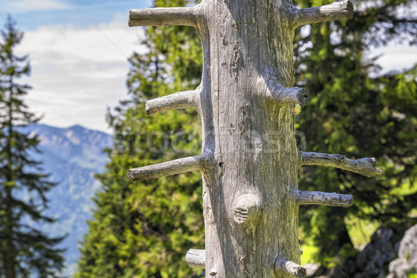 Trunk Breitenstein Bavaria Alps Stock photo © w20er