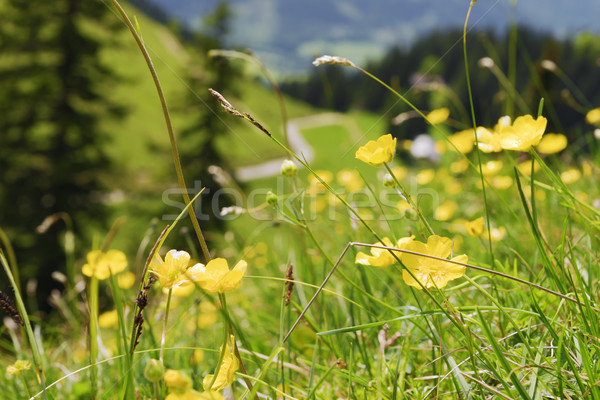 Buttercups Bavaria Alps Stock photo © w20er