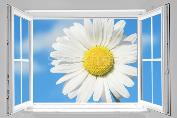 Open window with marguerite Stock photo © w20er