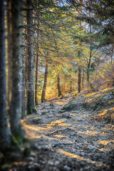 Path in Bavarian Alps Stock photo © w20er