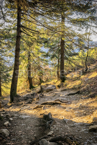 Path in Bavarian Alps Stock photo © w20er