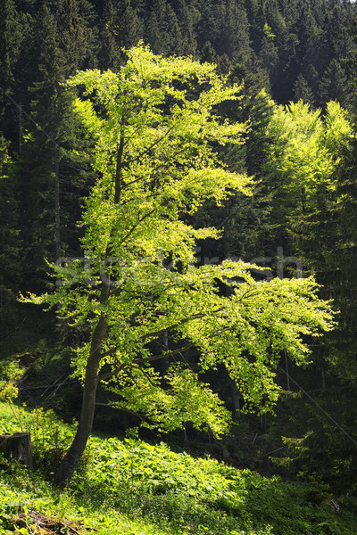 Beech in Bavaria Alps Stock photo © w20er
