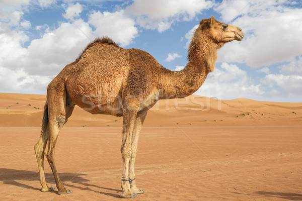 Camel in Wahiba Oman Stock photo © w20er