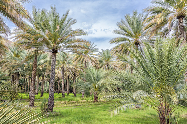 Palmen Schlamm Bild Oman Himmel Landschaft Stock foto © w20er