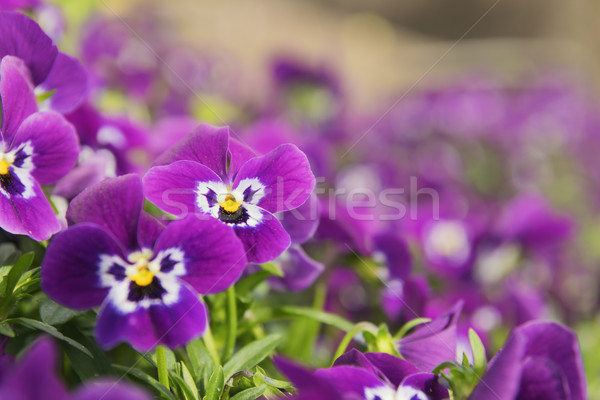 ansies in flower bed Stock photo © w20er