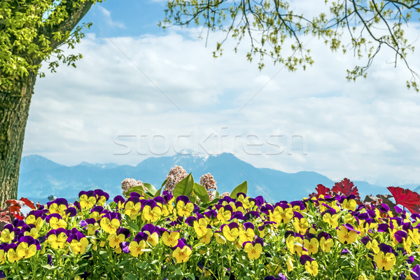 Pansies Chiemsee Alps Stock photo © w20er