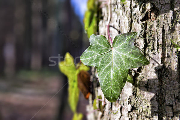 плющ дерево фотография лес текстуры дизайна Сток-фото © w20er