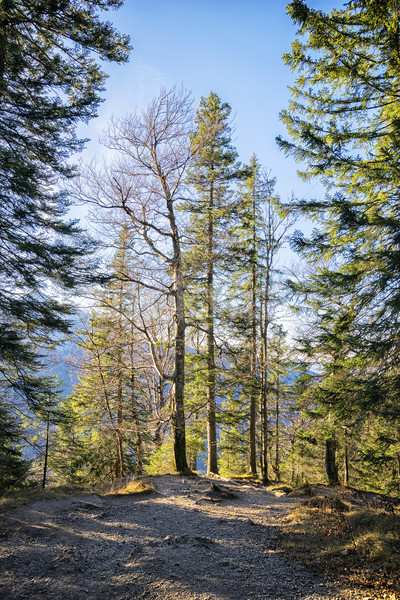 Trees Bavaria Alps Stock photo © w20er
