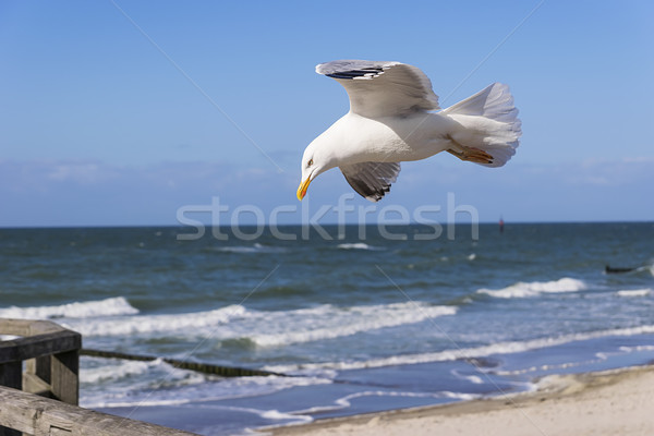 Flying seagull Stock photo © w20er