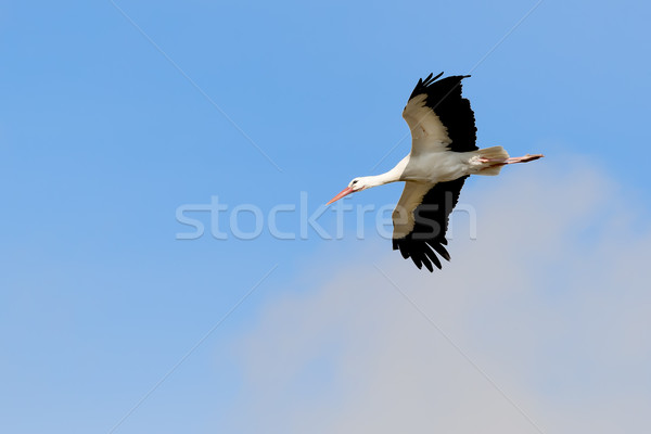 Flying stork Stock photo © w20er