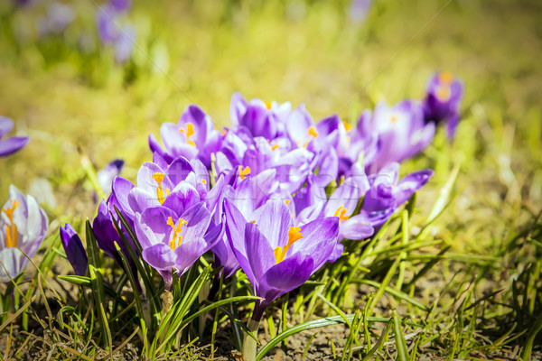 Krokus kwiaty zielone łące wiosną Zdjęcia stock © w20er