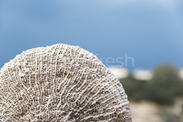 Oman beach sponge Stock photo © w20er