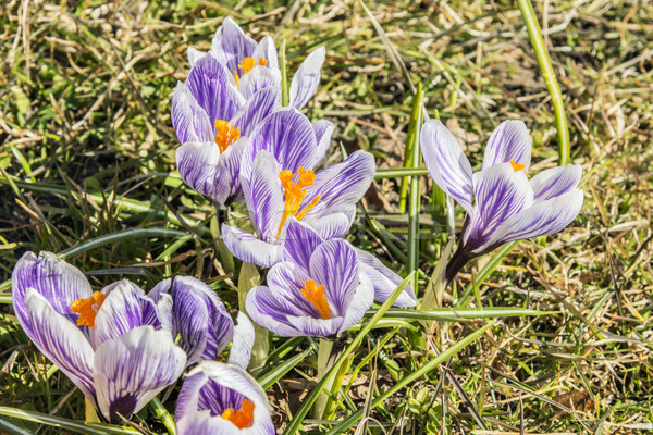 Crocus flowers Stock photo © w20er