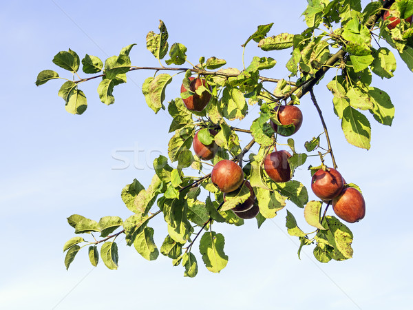 Voll rot Äpfel Niederlassungen Apfelbaum Stock foto © w20er