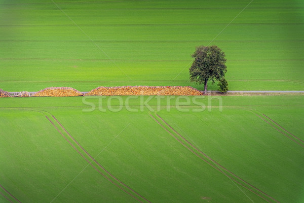 Ahşap ağaç yeşil alan bir Stok fotoğraf © w20er