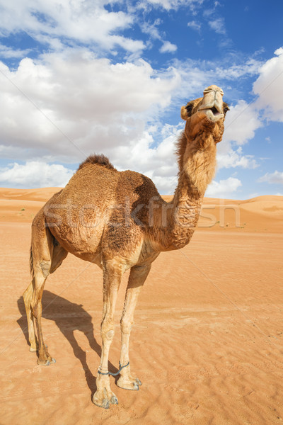 Teve Omán kép sivatag égbolt baba Stock fotó © w20er