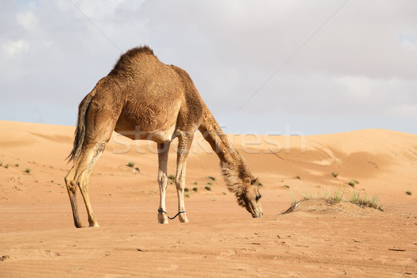 Camel in Wahiba Oman Stock photo © w20er