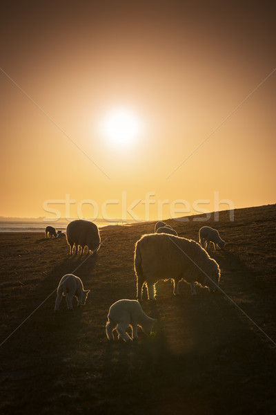 Sheep at sunset Stock photo © w20er