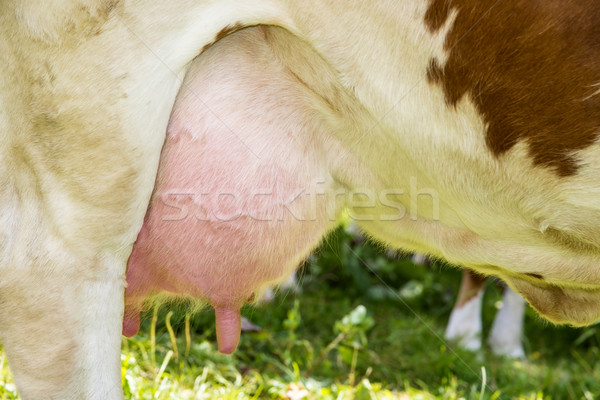 A cow udder Stock photo © w20er