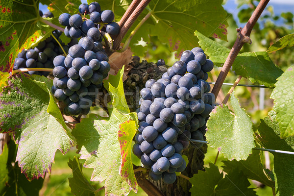 Wine grapes Lake Constance Stock photo © w20er