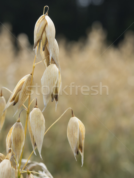 oat plants Stock photo © w20er