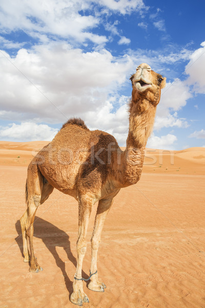 Wielbłąda Oman obraz pustyni niebo baby Zdjęcia stock © w20er
