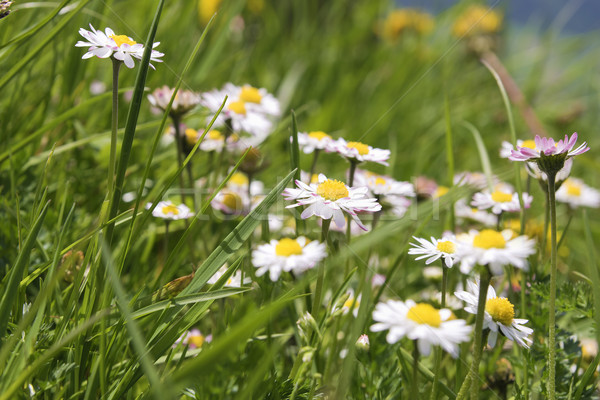 Daisy alpy kwiat górskich krajobraz tle Zdjęcia stock © w20er