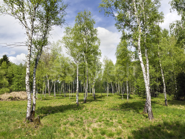 Betulla foresta immagine panorama natura alberi Foto d'archivio © w20er