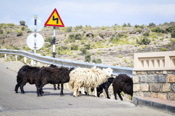 Sheeps Oman Stock photo © w20er