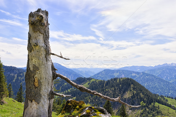 Trunk Breitenstein Bavaria Alps Stock photo © w20er